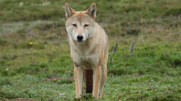 雪豹麦多,世界雪豹日特辑